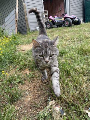 Very loving barn cat