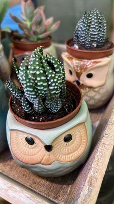 Plants in owl pot