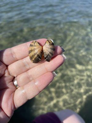 Empty clam shell, looks like a thorax or a butterfly.