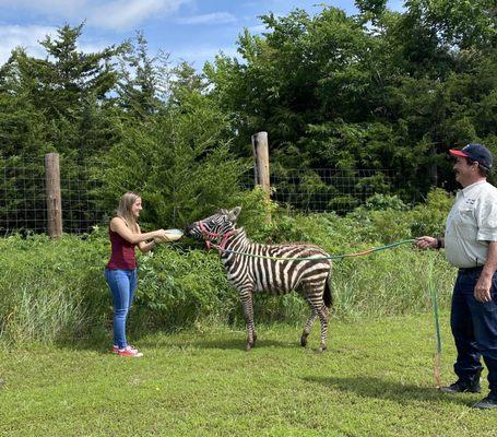 Baby zebra being bottle-fed