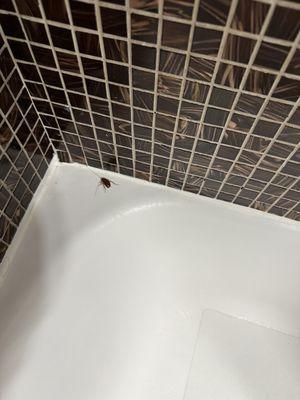 Found cockaroches and baby ones coming out of the shower drain.