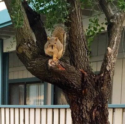 You'll always spot cute squirrels here!