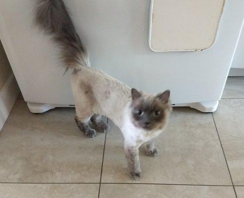 After: My cat is happier and cooler without her heavy winter coat.