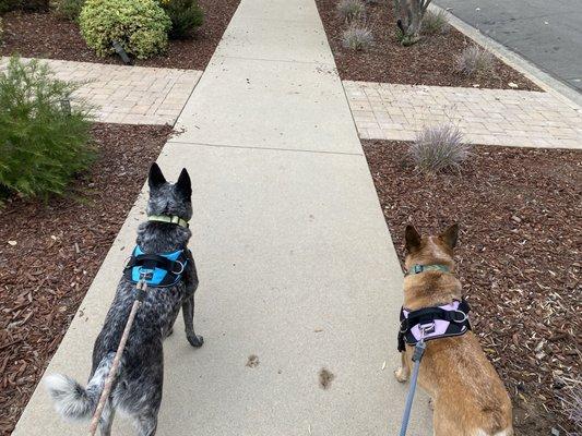 Shadow and Layla on their way to I Dig My Dog.