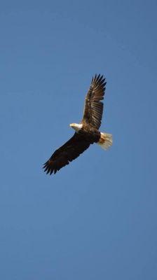 Bald eagle soaring over the reservoir