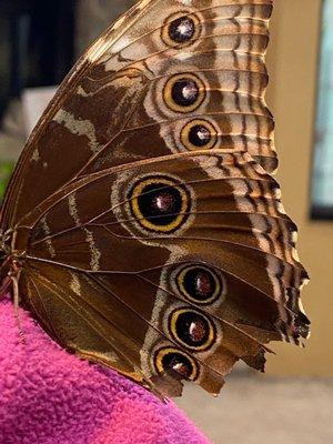 Butterfly landed on one of my kids arm, because she was wearing a bright color!