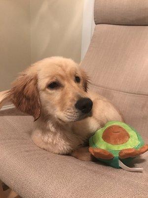 Macaroni sitting in his chair after a bath coming from Camp Bow Wow. He never sits this calmly in his chair!