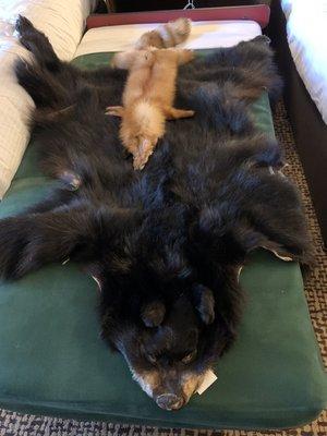 Black bear and fox pelt - the store has many more animals both as pelts and rugs.  Also finished into jackets, slippers, gloves and purses