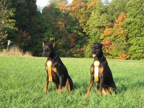 Two student dogs.  The Doberman on right was returned 2x to rescue but is now the #1 2009 Rally Combined Doberman in the US.