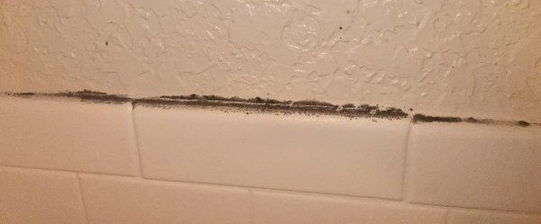 Mold in the bathroom walls.