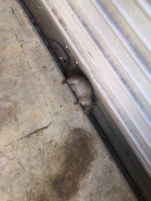 Dead Rat in our unit!!