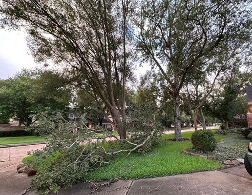 Tree's branch felt off