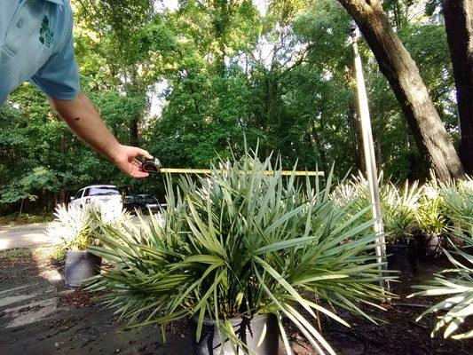 Silver saw palmetto, 7 gallon