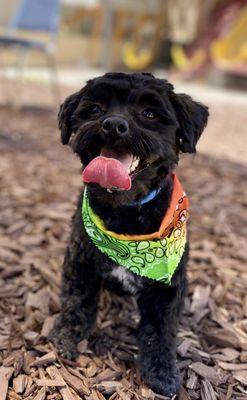 My puppy looking handsome