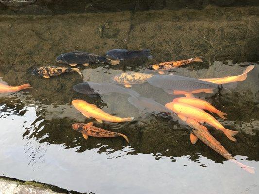 Wild Koi Fish in Takayama