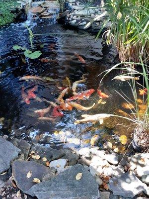 Koi pond