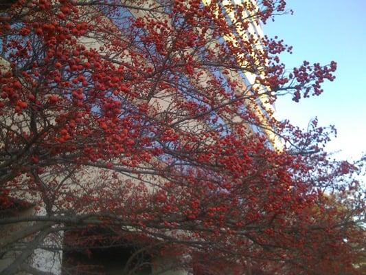 Cherry Blossoms outside. I am not different from you, I am different like you.