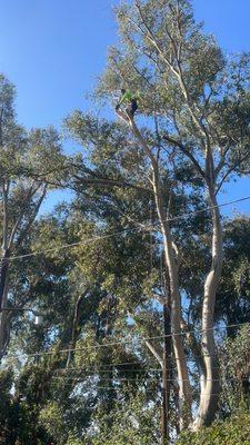 Eucalyptus trimmed back from electrical wires