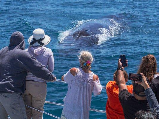 Capt. Dave's whale watchers view a giant fin whale up close