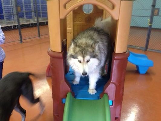 Indoor dog boarding at cedar city www.redroverretreat.com