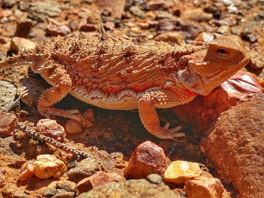 Viewing a cute horned toad on our Half Day: Sedona Travese