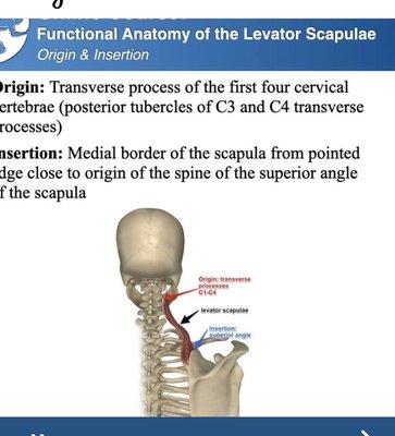 Dr. Russo doesn't know anything about physiology and relations nervous system