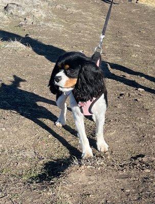 Chloe on one of our hikes.