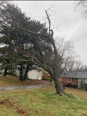 Tree was about to fall over our driveway