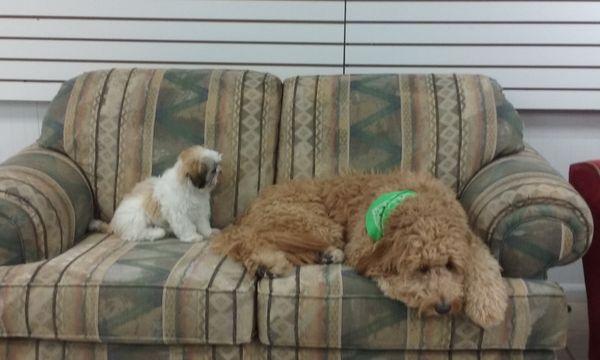 we love the play area here at DOGGIE DEPOT