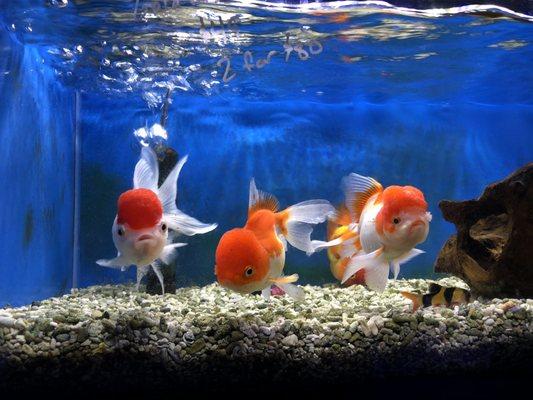 Beautiful goldfish