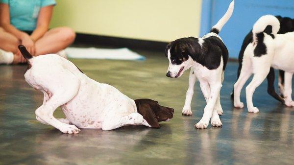 Puppy party!