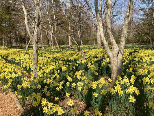 Daffodil Field