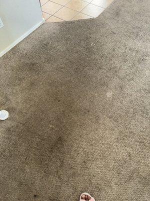 The carpet upon move in