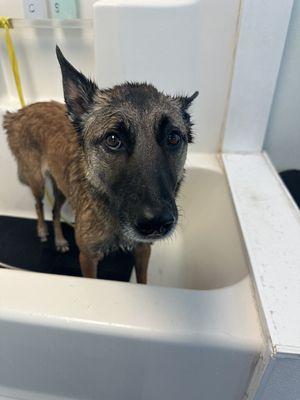 Scout getting bath