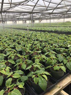 2018 Poinsettias planted and ready to grow!