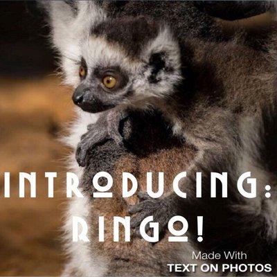 Ringo the baby lemur