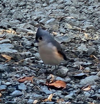 Tufted titmouse