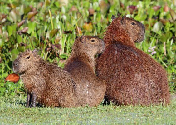 Cabybara Brazil Pantanal Tour