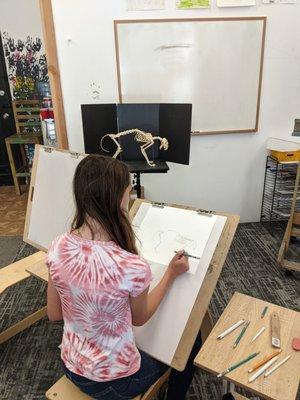 Homeschool student working on cat skeleton study.