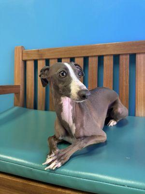 Italian greyhound