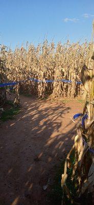 Corn maze