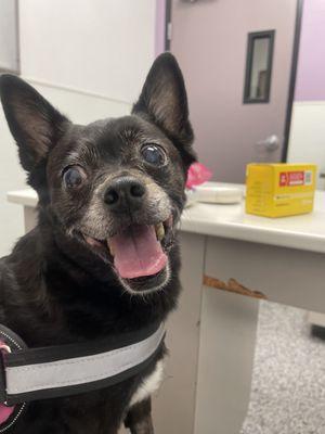 My dog waiting to see the horrific vet staff at Family Vet Care