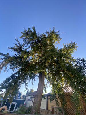 Tall tree with cat at top