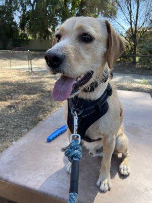 Winston loves muirwood dog park!