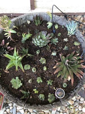 Succulents bought at Home Depot