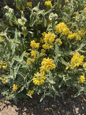 Flowers on the property