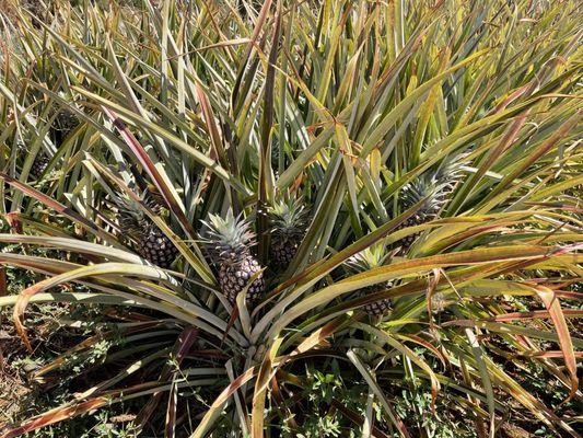 Baby Sugarloaf Pineapple