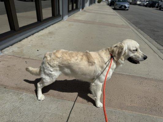 Dakota after his Bath at You Dirty Dog