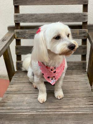 Love it when they put pink or red bows and bandanas on her. They really pop against her white fur.