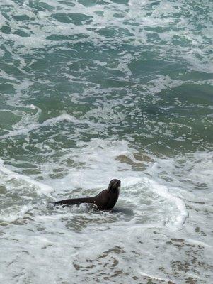 Baby seal